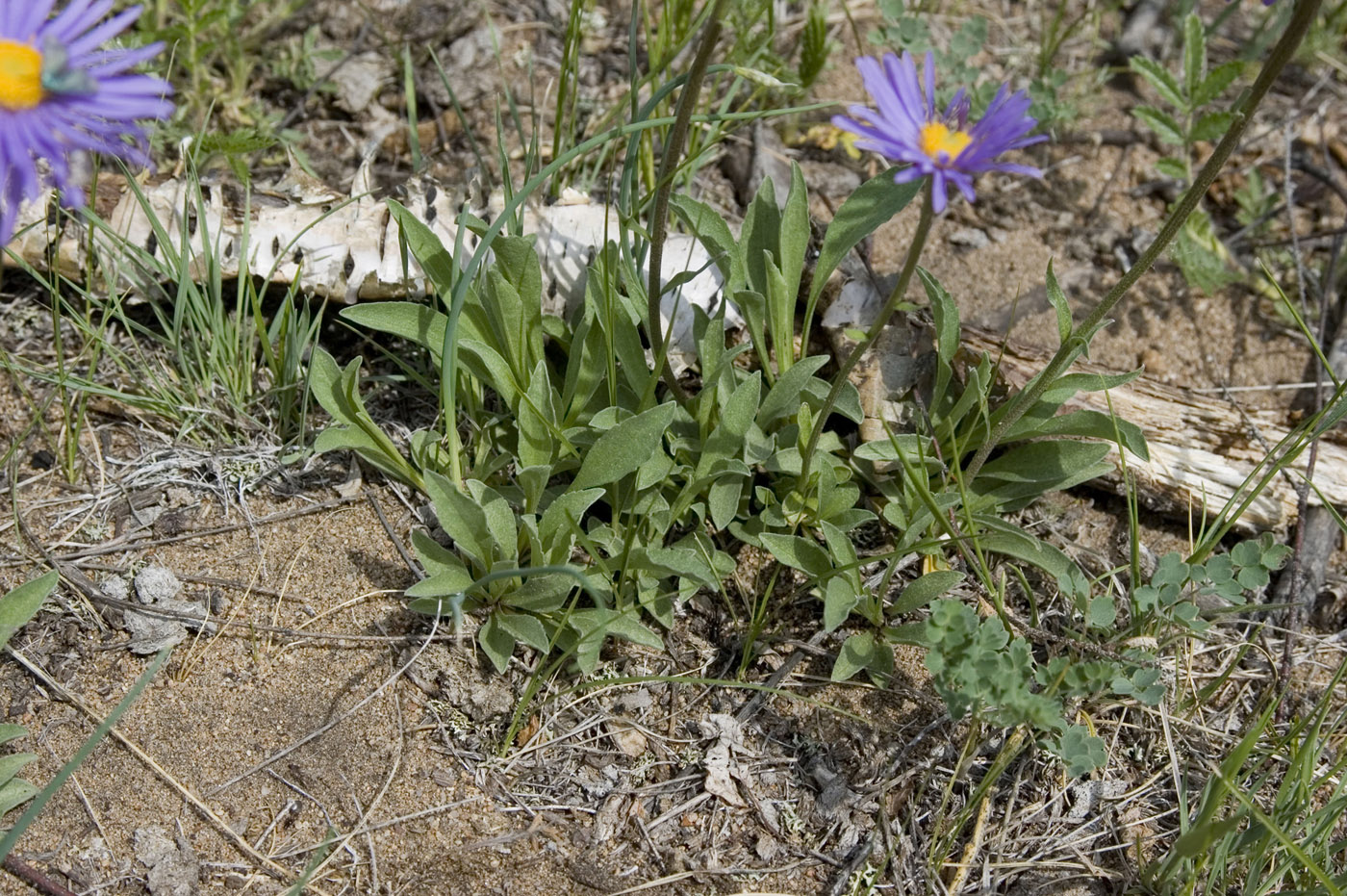 Изображение особи Aster alpinus.