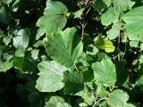 Corylus heterophylla