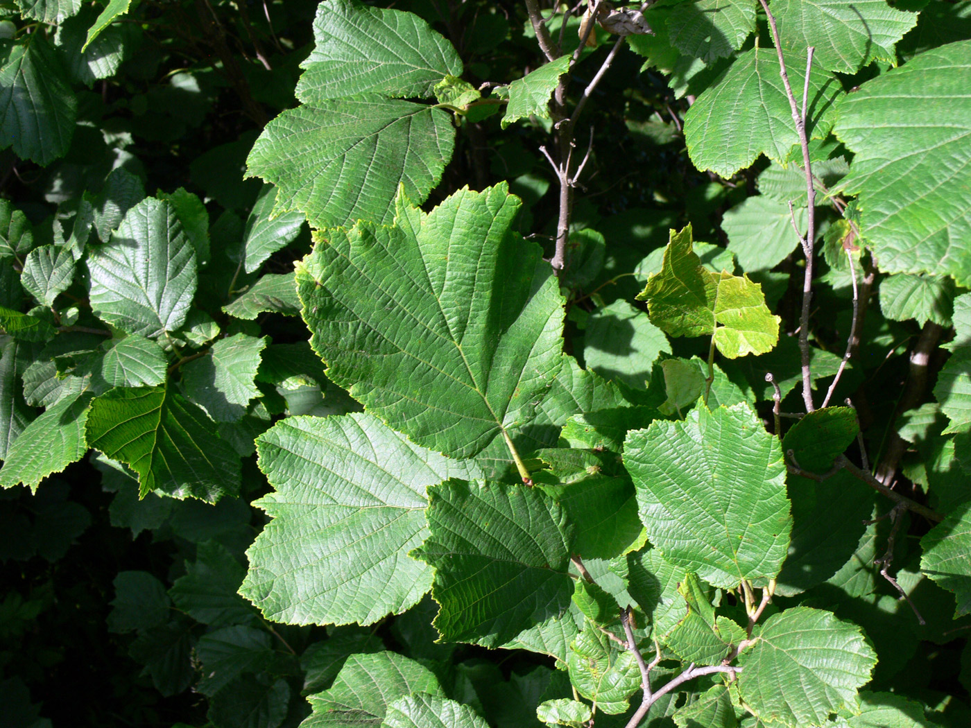 Image of Corylus heterophylla specimen.