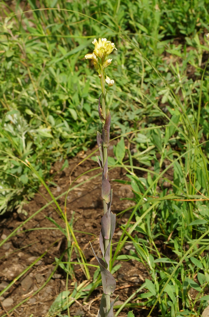 Изображение особи Turritis glabra.