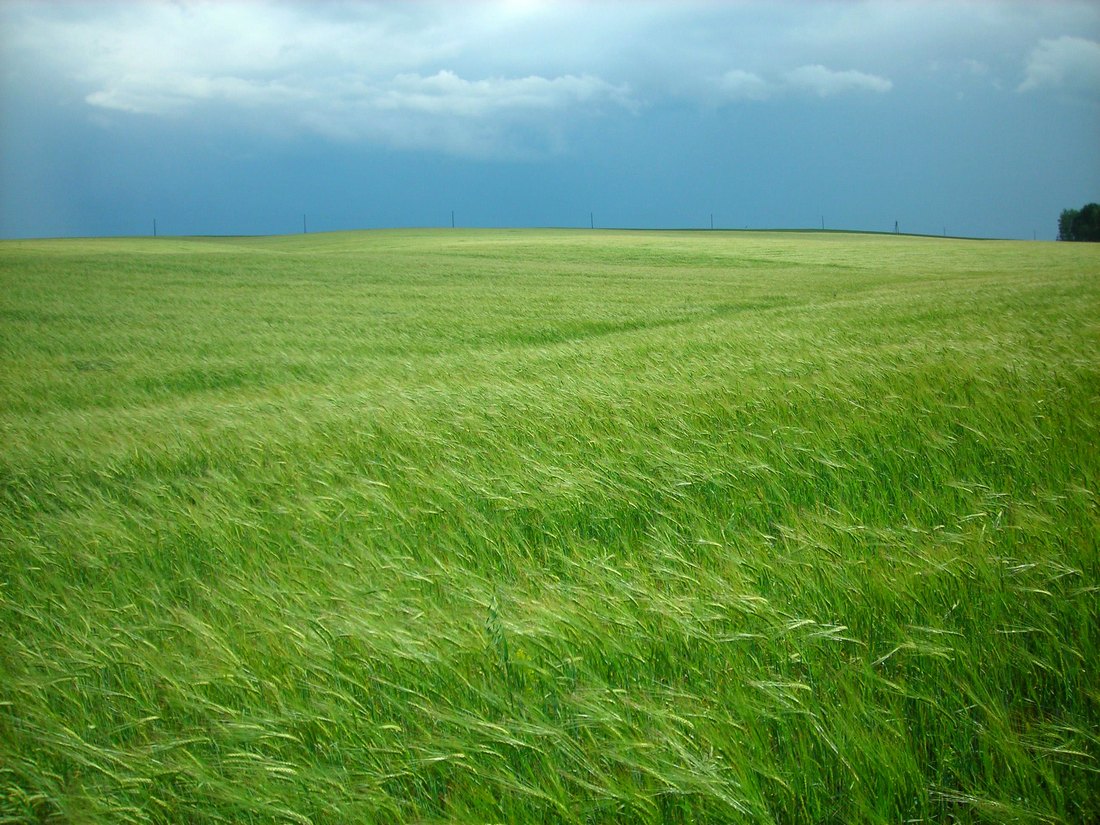 Изображение особи Hordeum distichon.