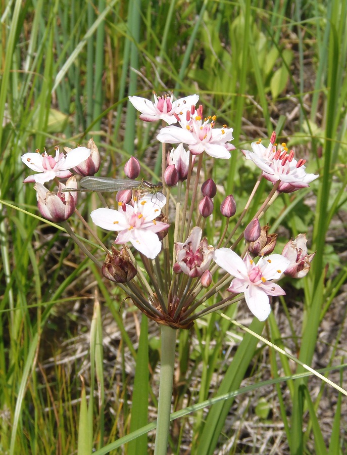 Изображение особи Butomus umbellatus.