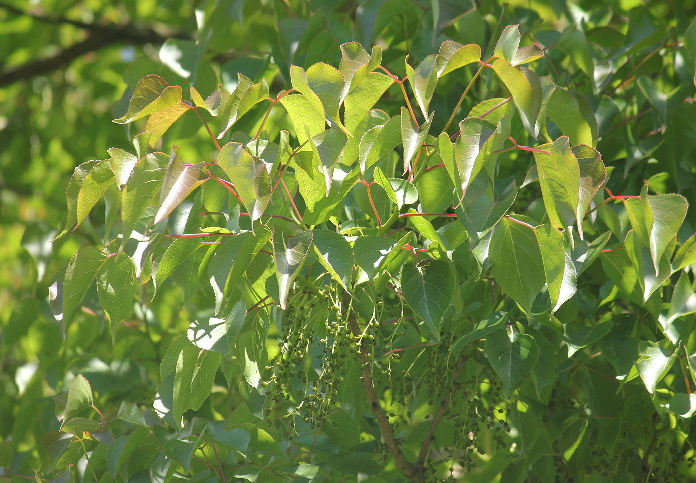 Image of Bischofia polycarpa specimen.