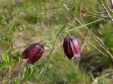 Fritillaria ruthenica. Верхушка цветущего растения. Украина, г. Запорожье, о-в Хортица, северный берег острова, степной склон. 27.04.2015.