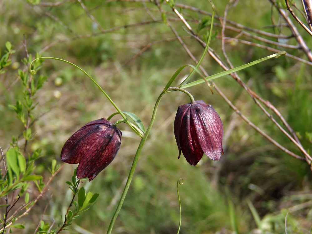 Изображение особи Fritillaria ruthenica.