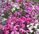 Phlox drummondii