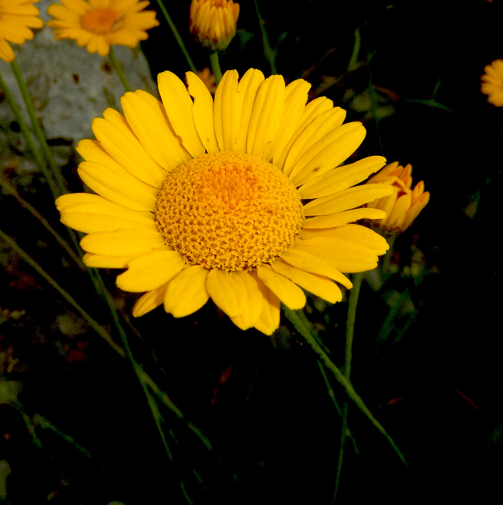 Image of Anthemis tinctoria specimen.