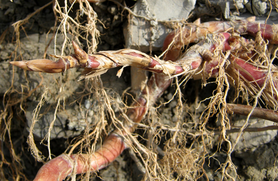 Image of Phragmites australis specimen.