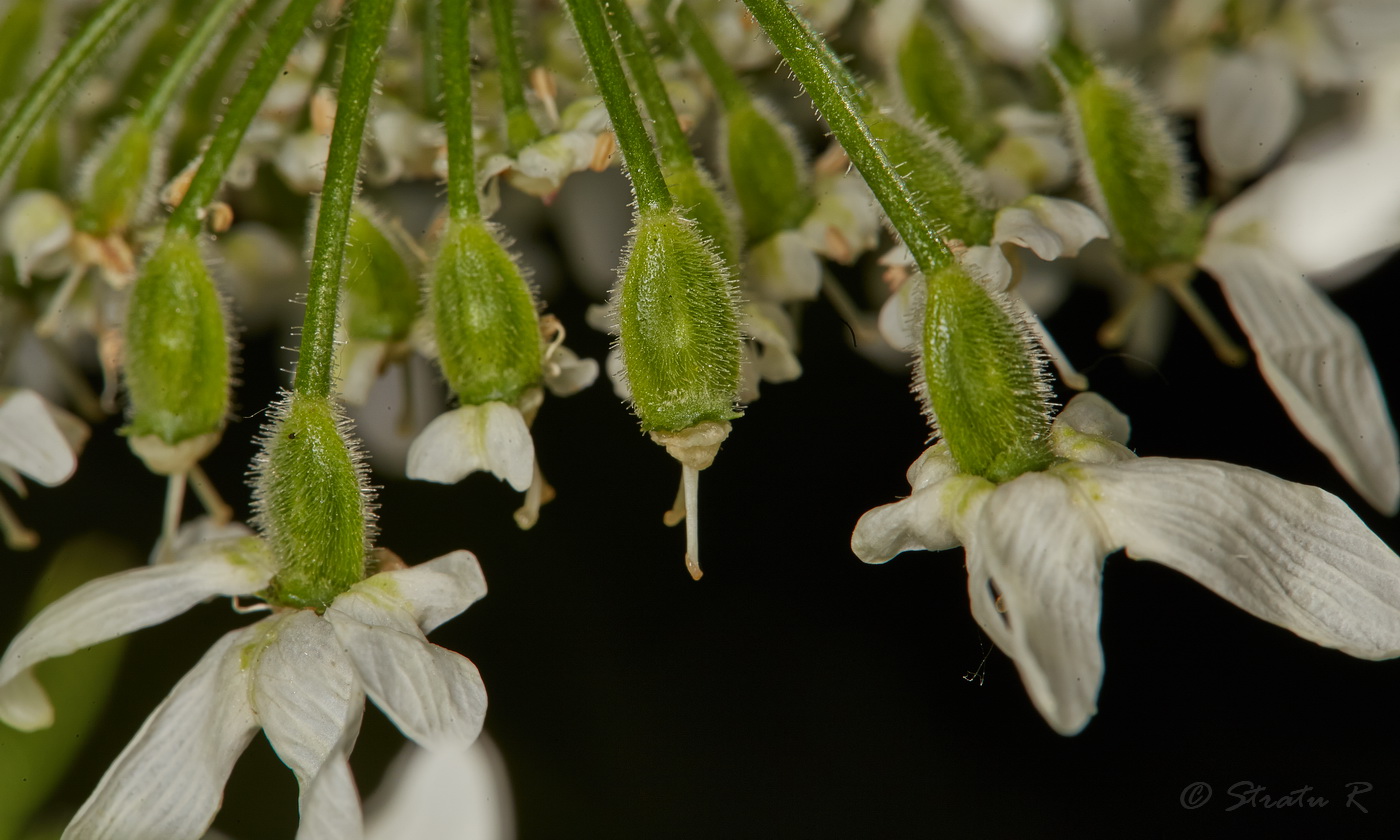 Image of Heracleum mantegazzianum specimen.