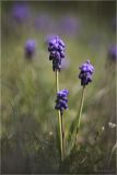 Muscari neglectum