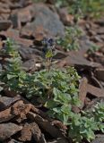 Veronica macrostemon