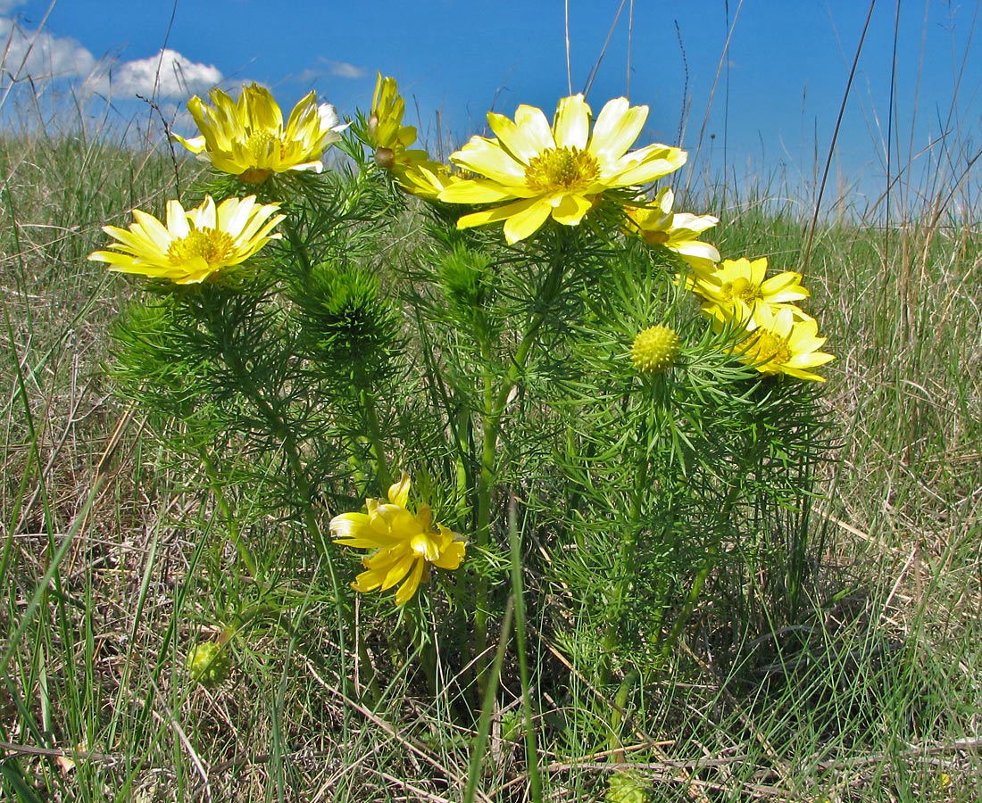 Изображение особи Adonis vernalis.