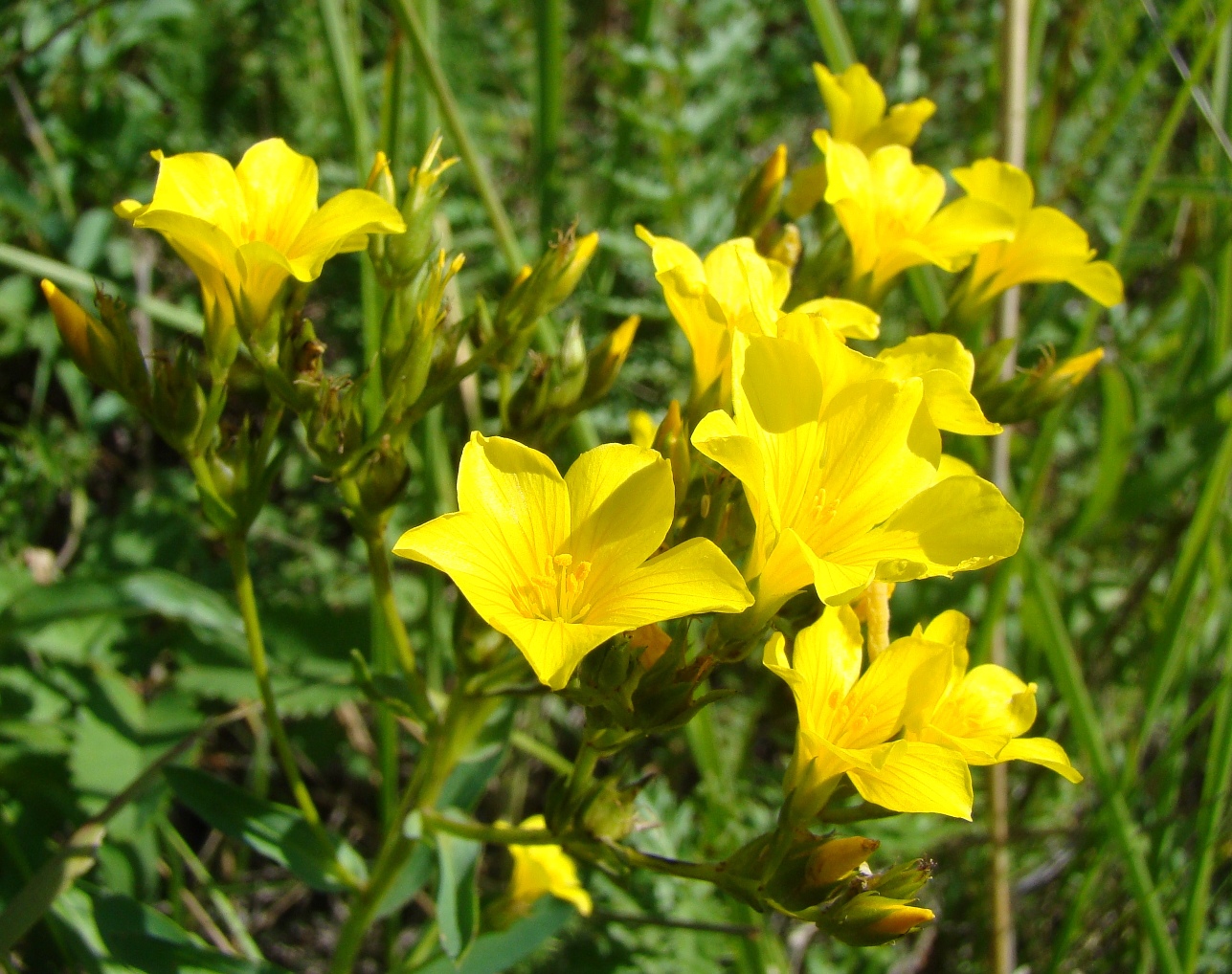 Изображение особи Linum flavum.