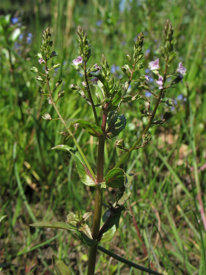 Image of Veronica catenata specimen.