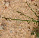 Carrichtera annua. Соцветия с бутонами, цветками и плодами. Египет, окр. г. Эль-Дабаа, рудеральная группировка. 06.03.2017.