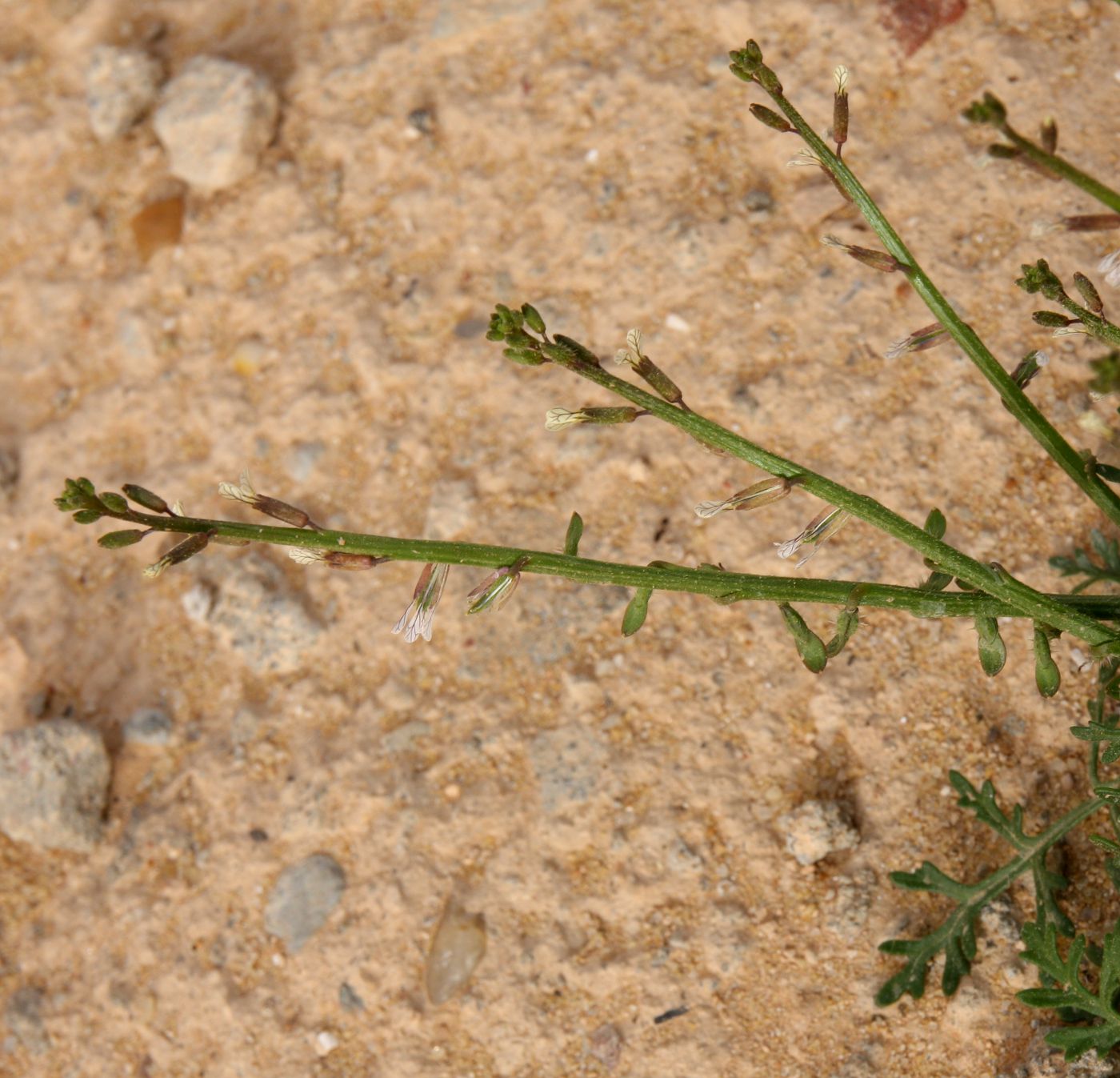 Image of Carrichtera annua specimen.