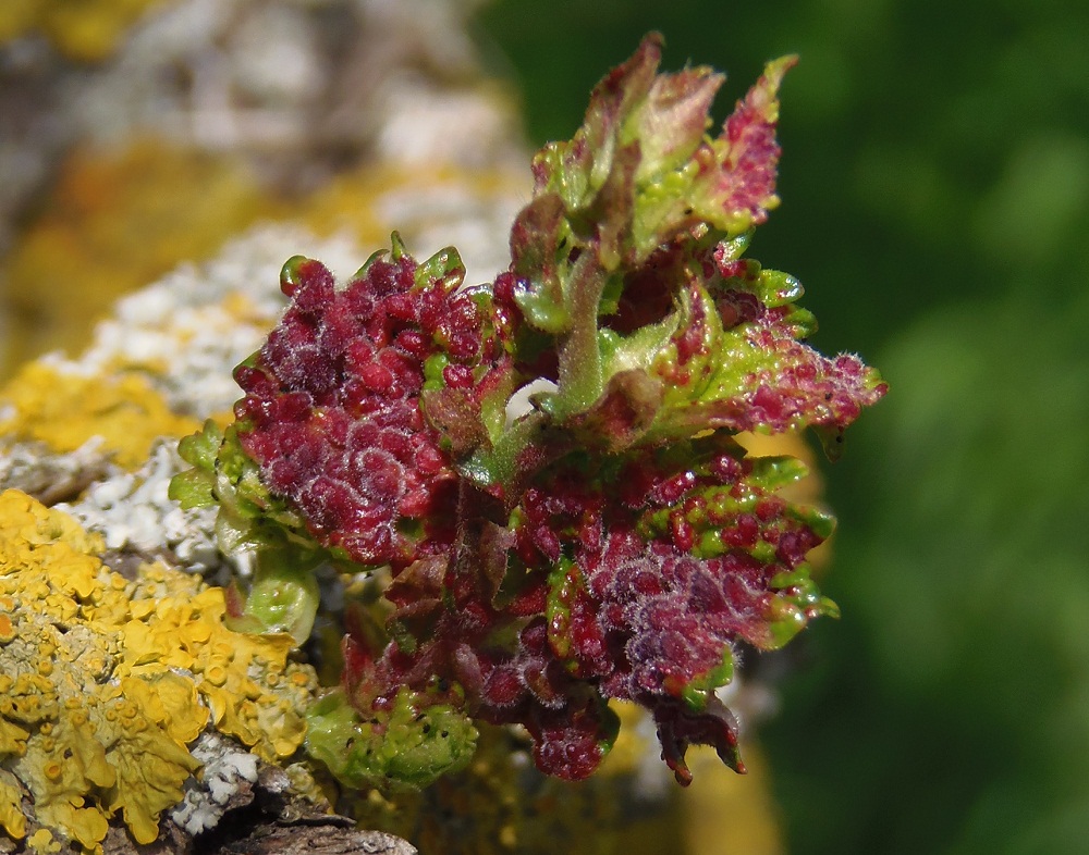 Image of genus Ulmus specimen.