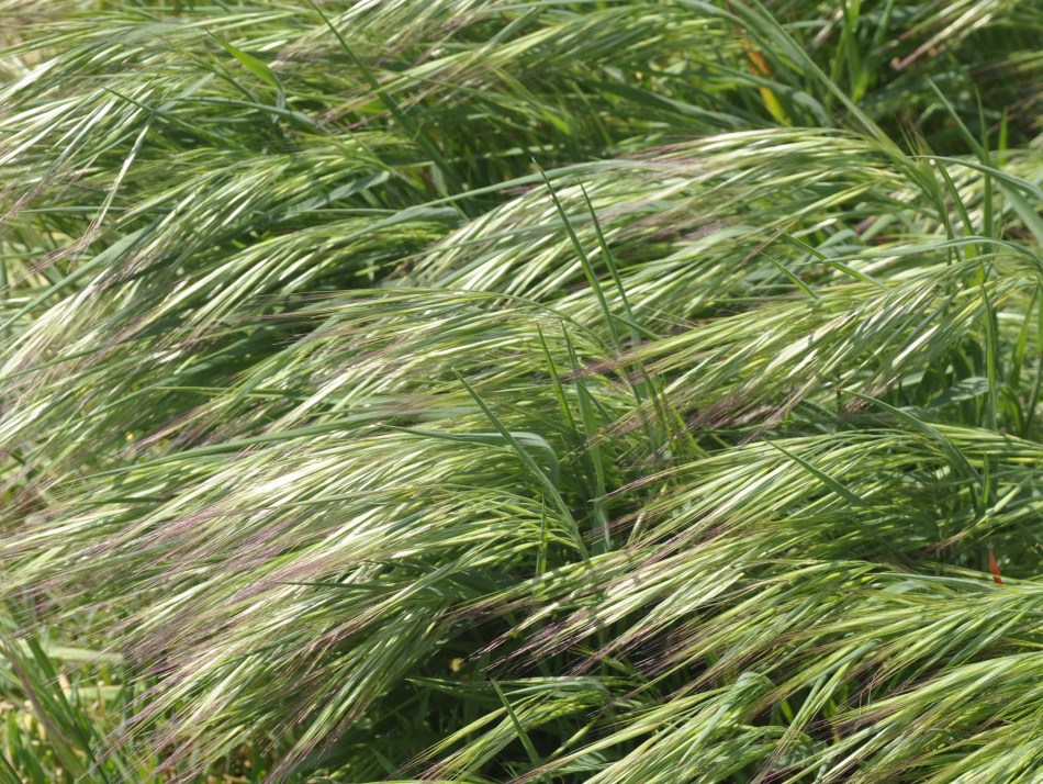 Изображение особи Anisantha tectorum.