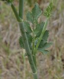 Pimpinella peregrina. Часть побега. Греция, Халкидики, окр. с. Неа Потидеа (Νέα Ποτίδαια), обочина дороги. 13.05.2017.