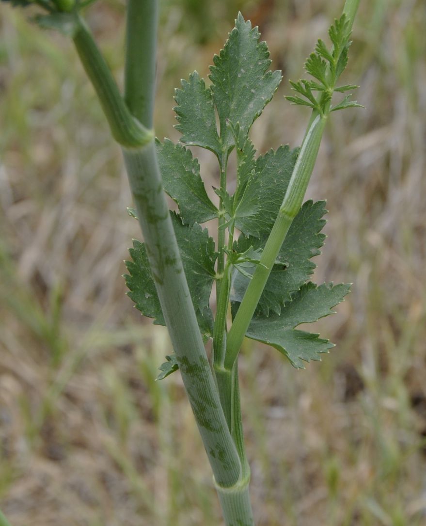 Изображение особи Pimpinella peregrina.