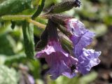 Pulmonaria officinalis. Соцветие с сидящей мухой. Москва, Воронцовский парк, лужайка в дубовой роще, в культуре или одичавшее. 15.05.2017.