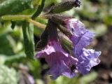 Pulmonaria officinalis