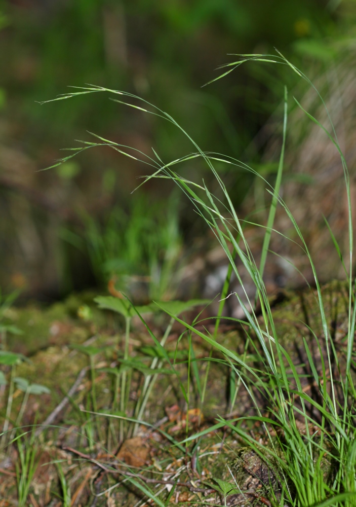 Image of Schizachne callosa specimen.