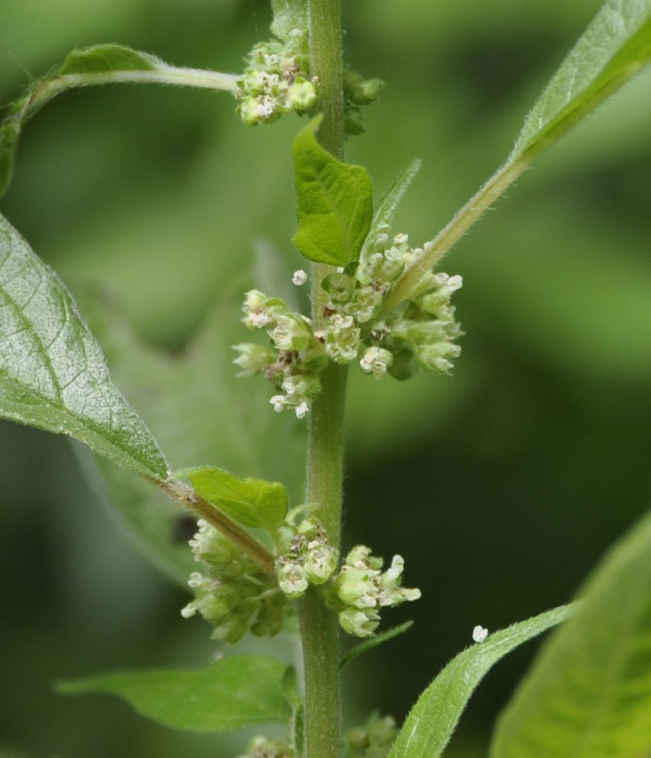 Изображение особи Parietaria officinalis.