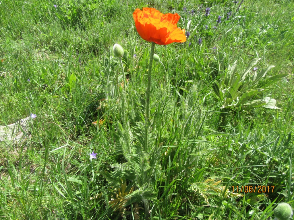 Изображение особи Papaver orientale.