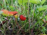 Fragaria vesca