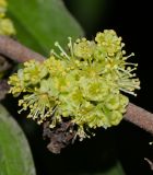 Image of taxon representative. Author is Татьяна Мальчинская