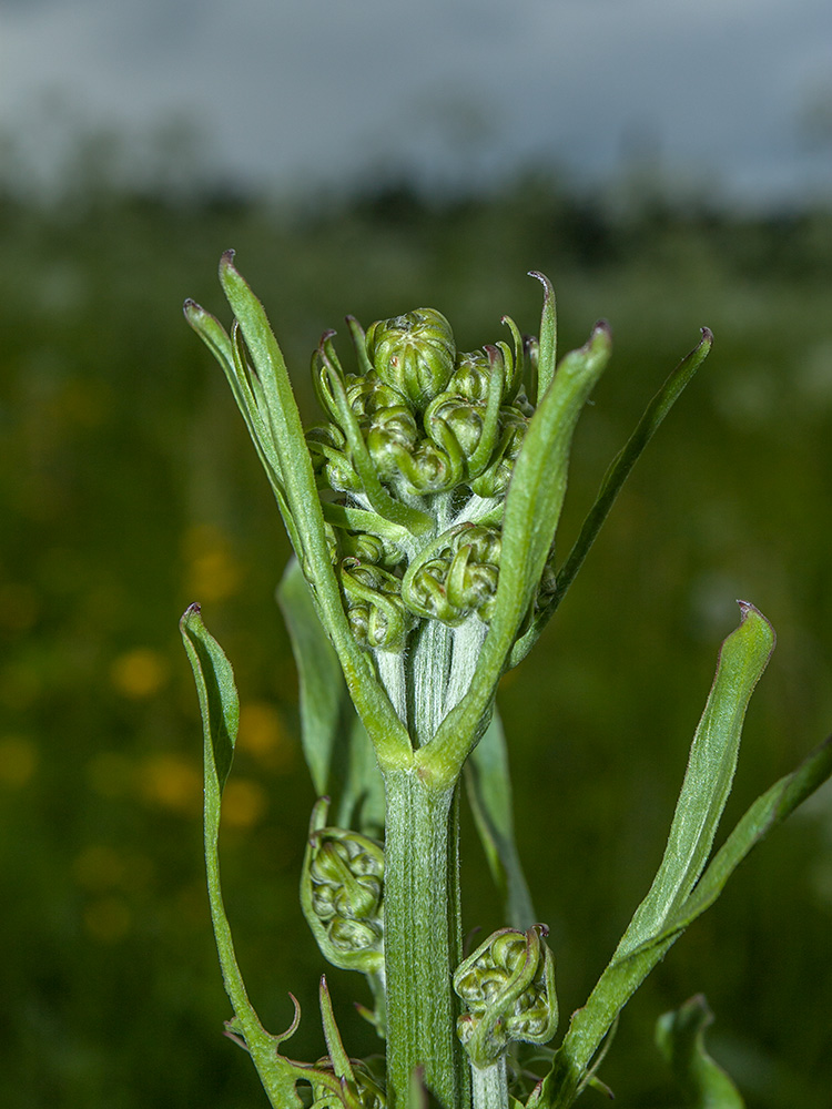 Изображение особи Crepis biennis.