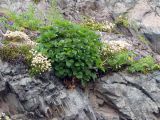 Ligusticum scoticum. Растение с молодыми прикорневыми листьями в окружении Saxifraga cherlerioides (камнеломки шерлериевидной) и Lathyrus japonicus (чины японской). Камчатский край, г. Петропавловск-Камчатский, сопка Никольская, скалы западного склона сопки. 27.06.2017.