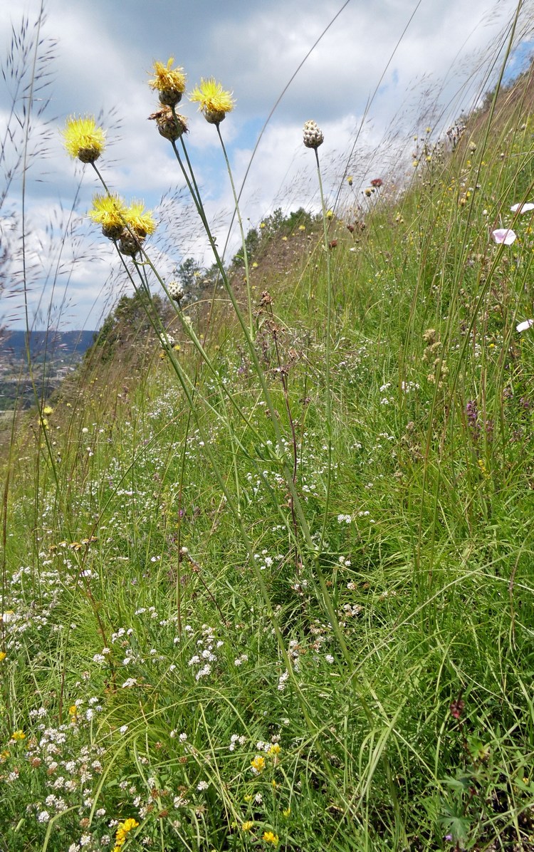 Image of Centaurea orientalis specimen.