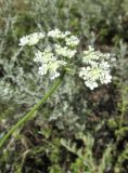 Torilis arvensis. Соцветие. Крым, Нижнегорский р-н, заказник \"Присивашский\", обочина дороги. 10 июля 2017 г.