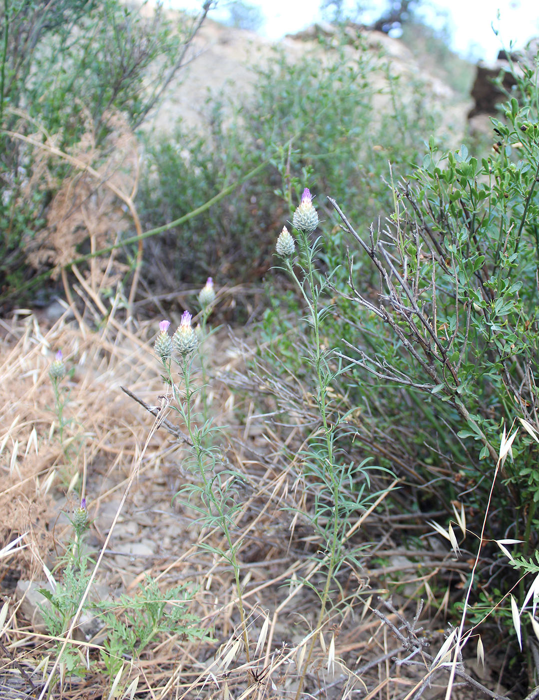 Изображение особи Callicephalus nitens.