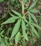 Cannabis sativa var. spontanea