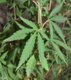 Cannabis variety spontanea