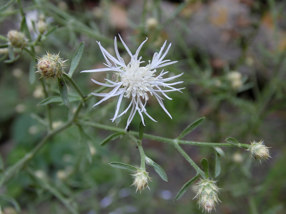 Image of Centaurea diffusa specimen.