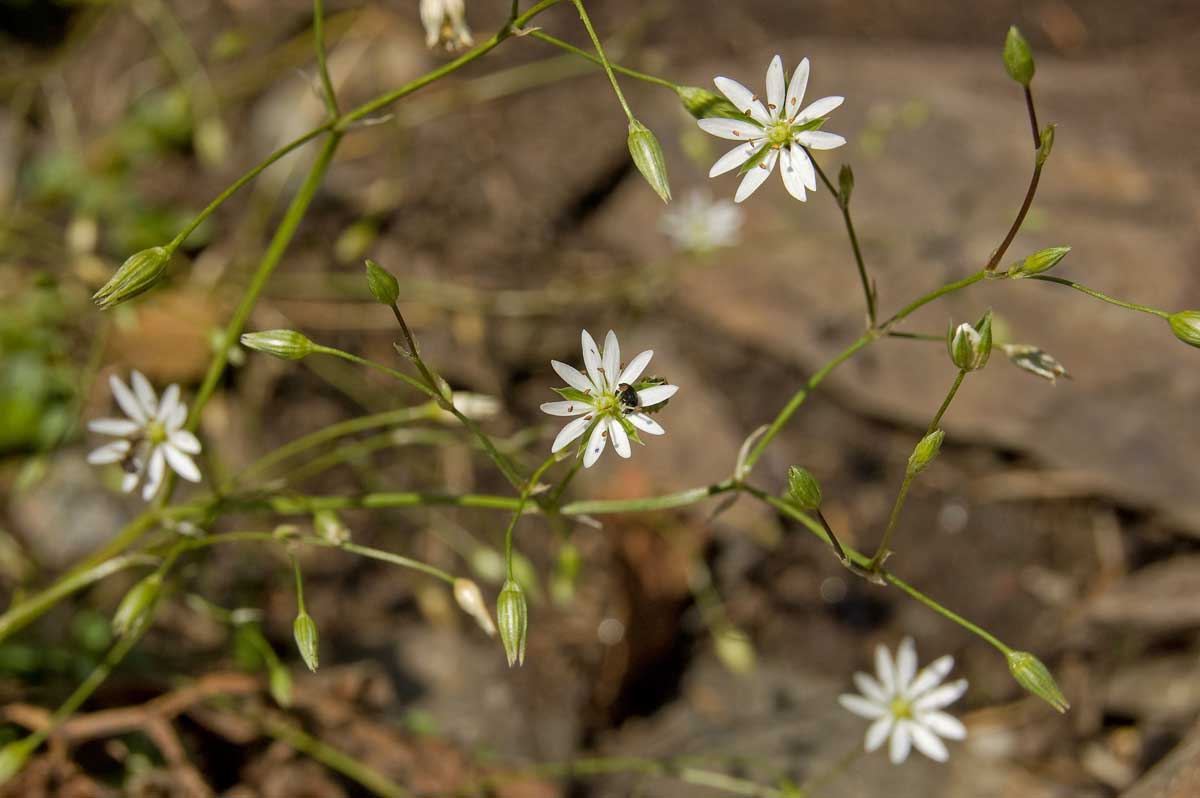 Image of Stellaria graminea specimen.