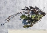 Potentilla agrimonioides