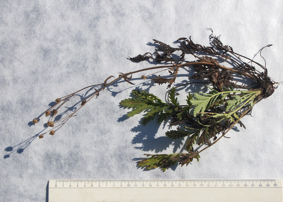 Изображение особи Potentilla agrimonioides.