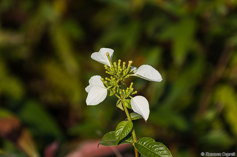 Изображение особи род Mussaenda.