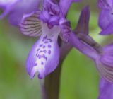 Anacamptis подвид caucasica