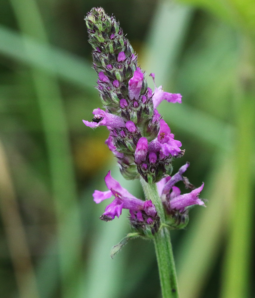 Изображение особи Betonica officinalis.