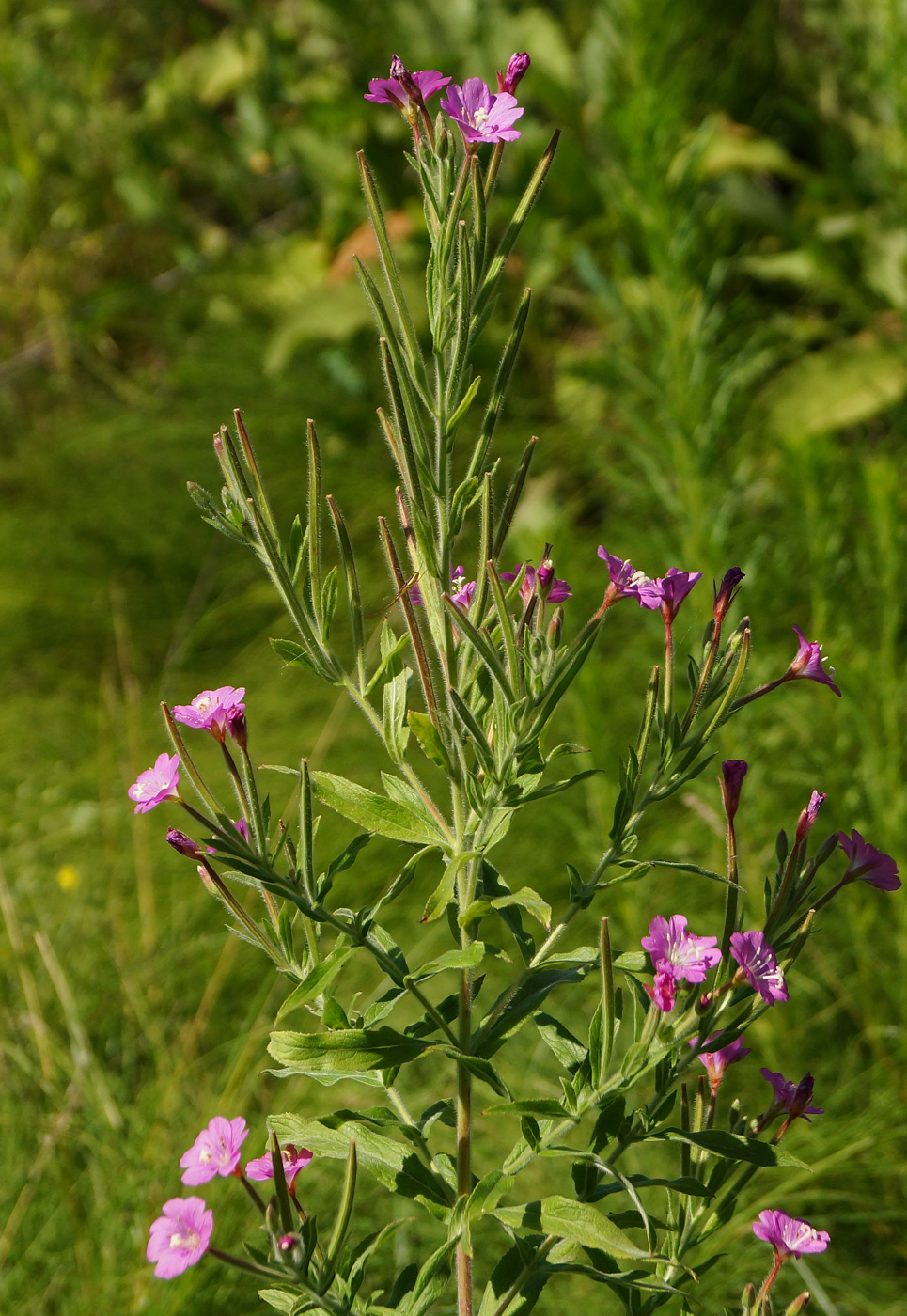 Image of Epilobium villosum specimen.