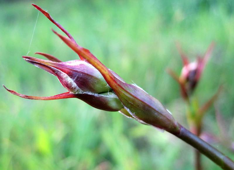 Изображение особи Viscaria vulgaris.