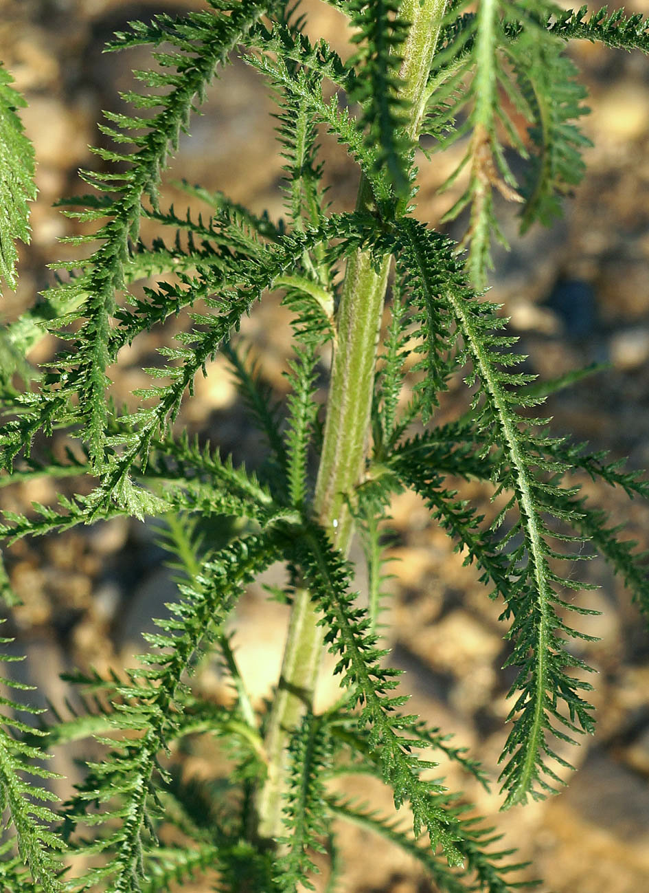 Изображение особи род Achillea.