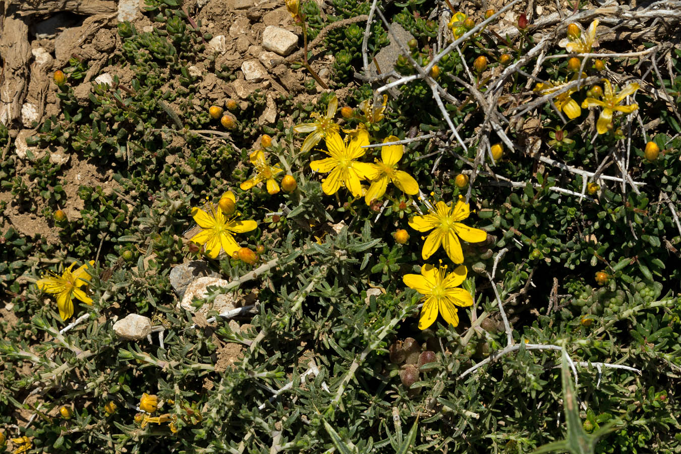 Image of Hypericum trichocaulon specimen.