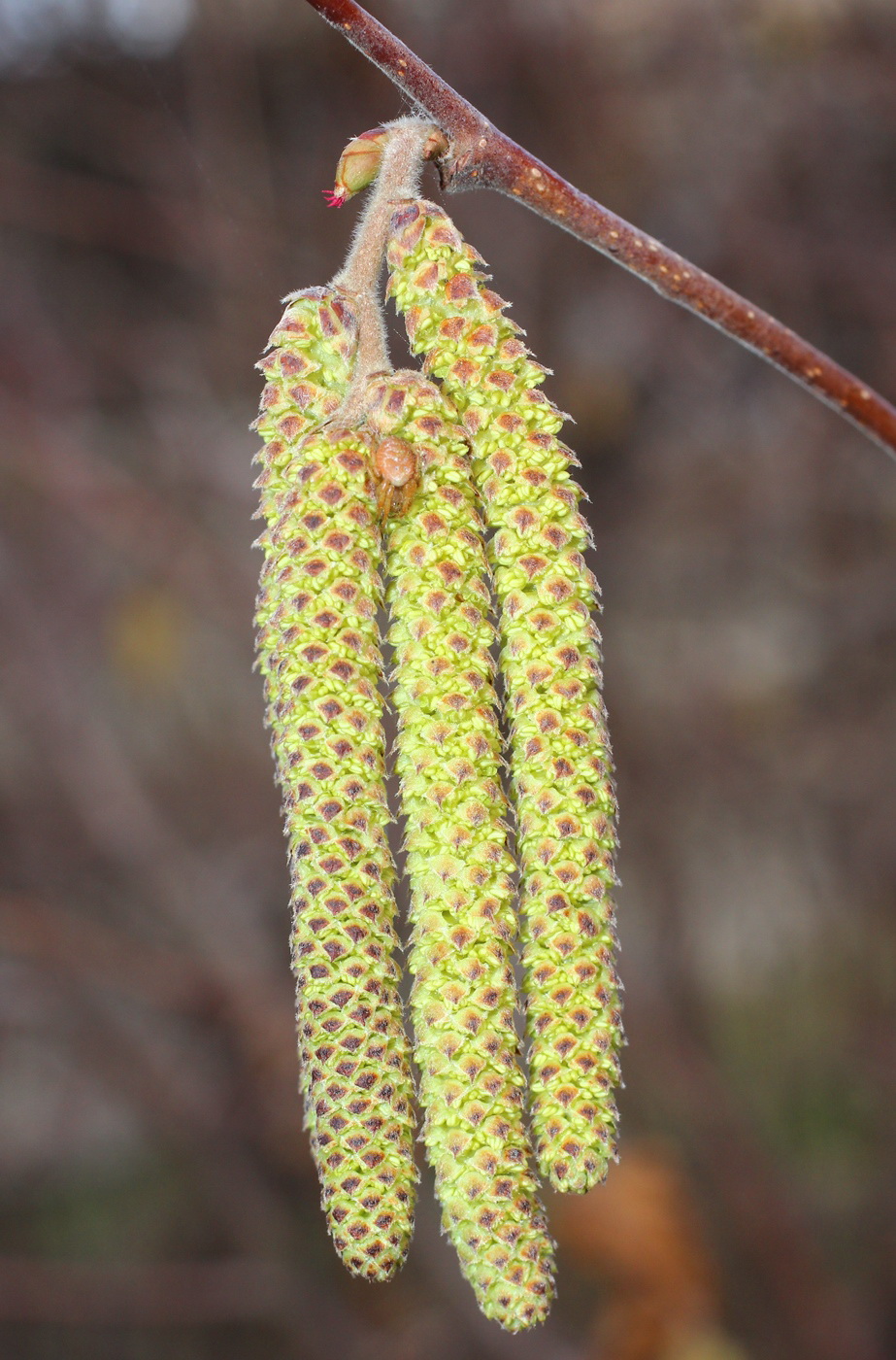 Image of Corylus avellana specimen.